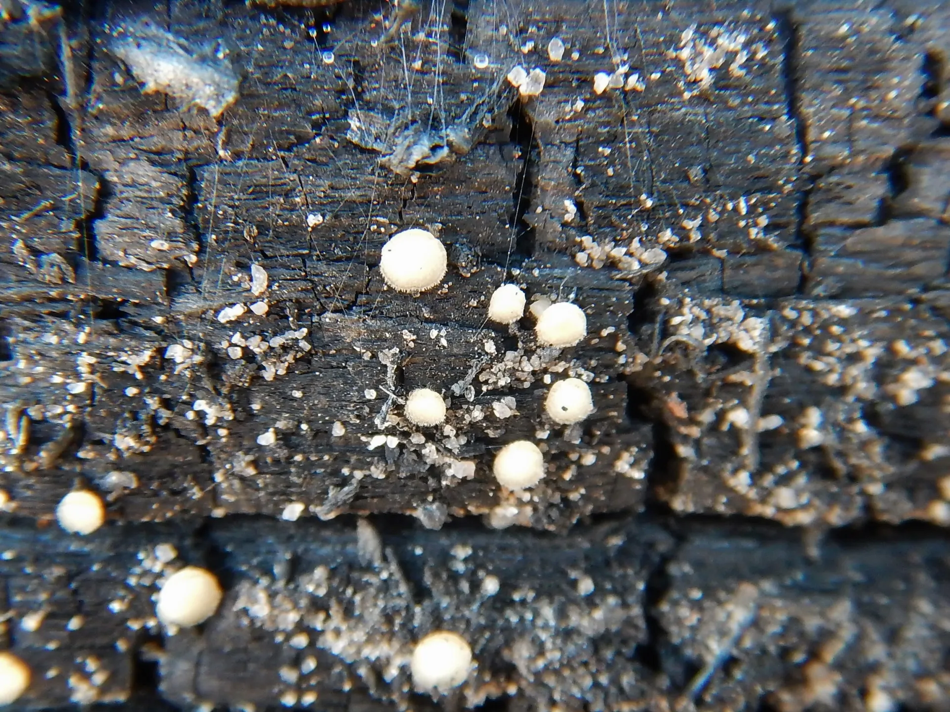 Trichophaea abundans, 23-02-08 (3)